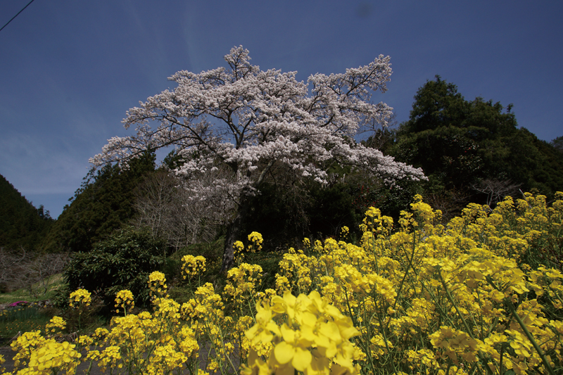 「春の輝き」山本 博文